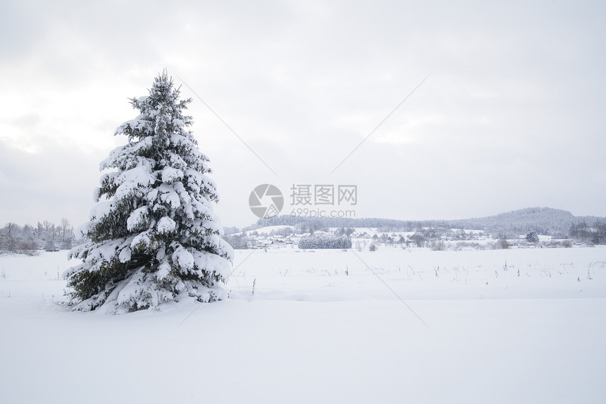 冬季雪雪地木头植物群旅行高地天空太阳降雪季节雾凇暴风雪图片