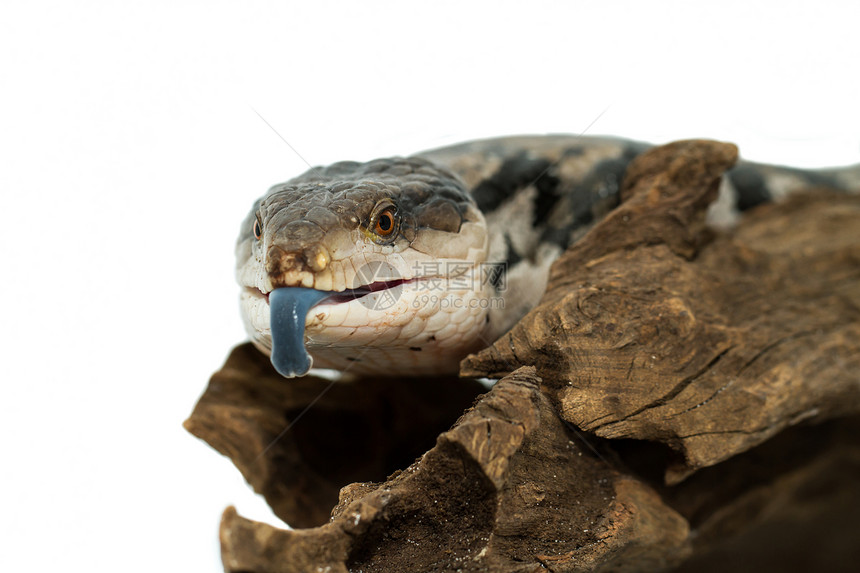 蓝舌皮肤蜉蝣野生动物情调捕食者宏观危险侵略爬虫动物石龙子图片