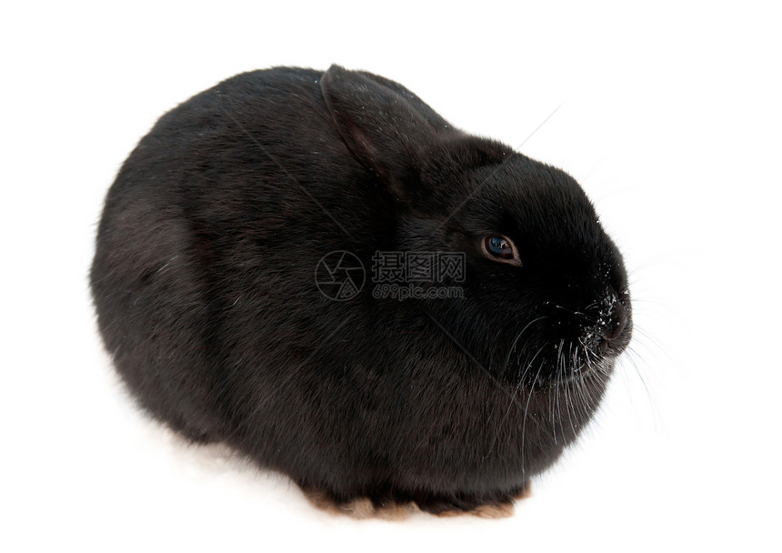 黑兔子哺乳动物毛皮农场动物群垂耳照片白色宠物野兔黑色图片