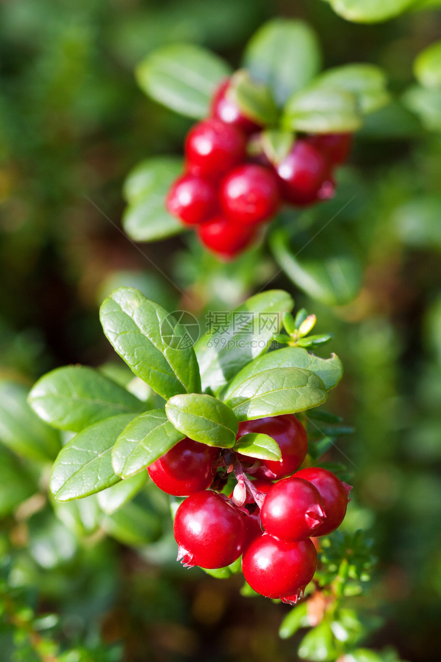 林果红莓小布什的成熟浆果图片