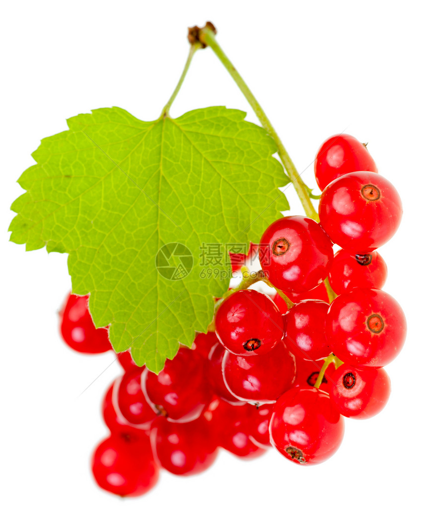 红外浆果食物水果花园圆形小吃红色美食宏观团体叶子图片