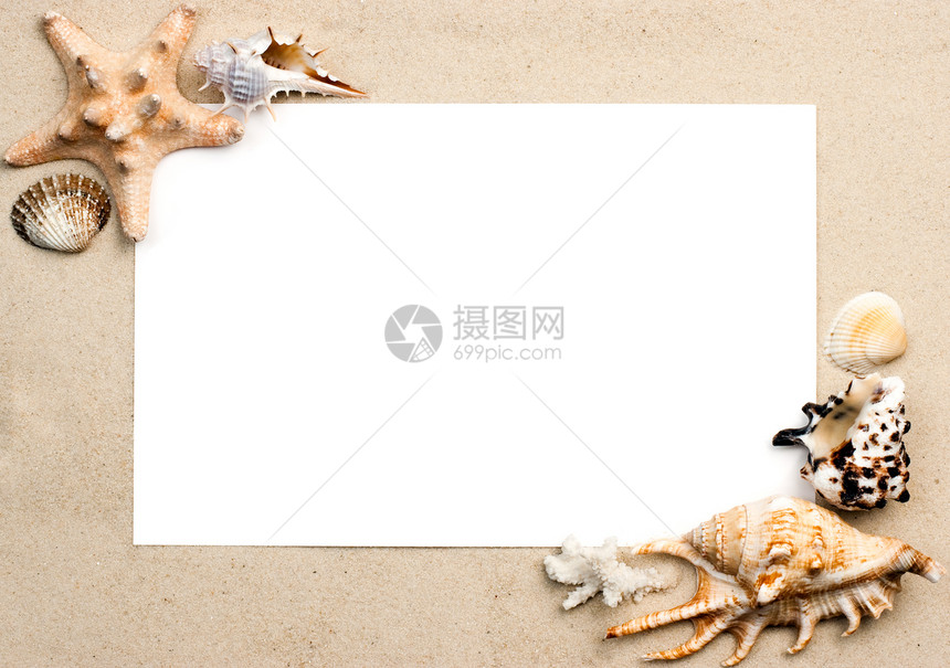 沙滩上的壳壳黄色白色软体团体壳类海滨星星棕色贝类动物图片