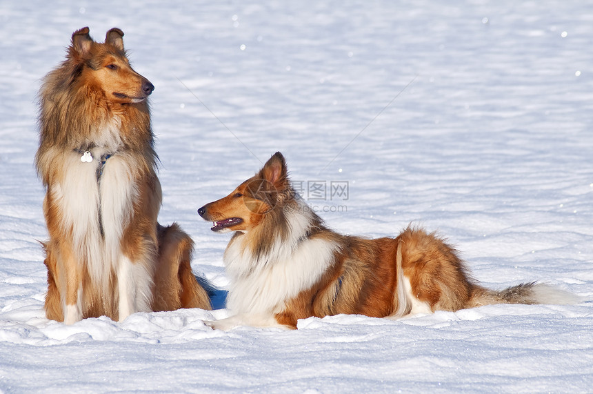 雪中羊圈狗女性小狗头发男性团体毛皮牧羊犬纯种狗宠物红色图片