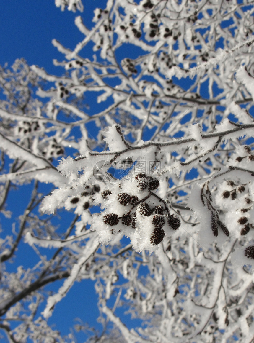 蓝色天空背景的白雪树枝图片