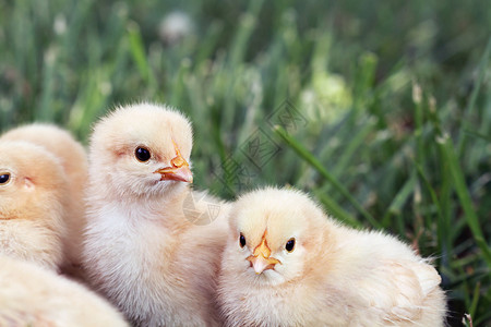 小鸡农场动物照片家畜浅黄色免费家禽黄色橙子团体高清图片