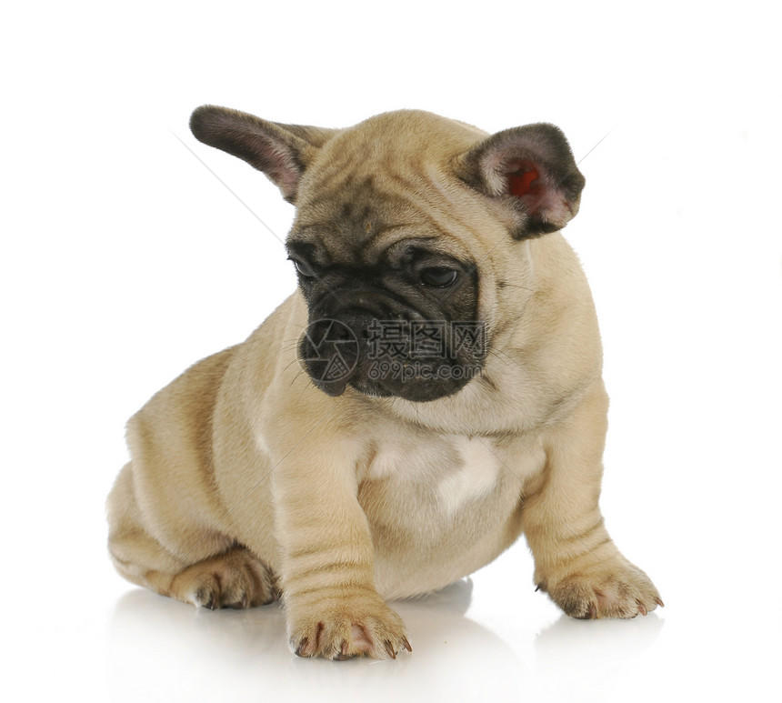 可爱的小狗宠物生物警报皱纹工作室耳朵斗牛犬犬类脊椎动物棕色图片