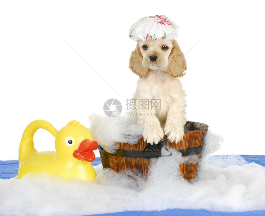 小狗洗澡时间工作室泡沫蓝色引擎盖花朵动物犬类宠物朋友帽子图片