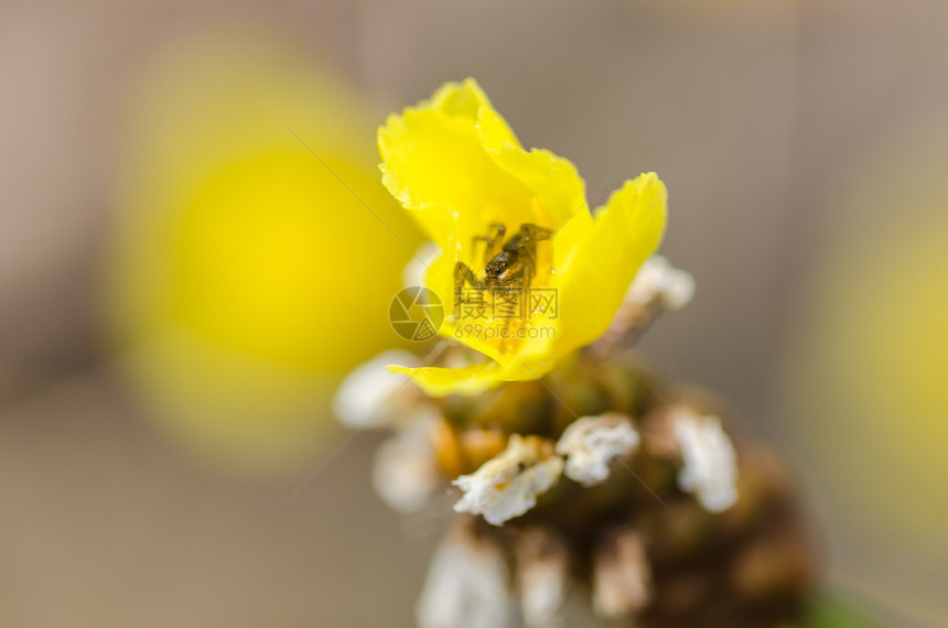 黄色花朵中的小蜘蛛动物昆虫宏观热带森林漏洞植物群图片