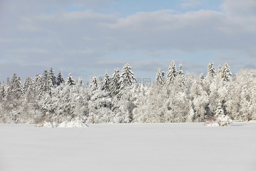 冬季雪雪地全景气候童话太阳阳光公园首脑植物群高地木头图片