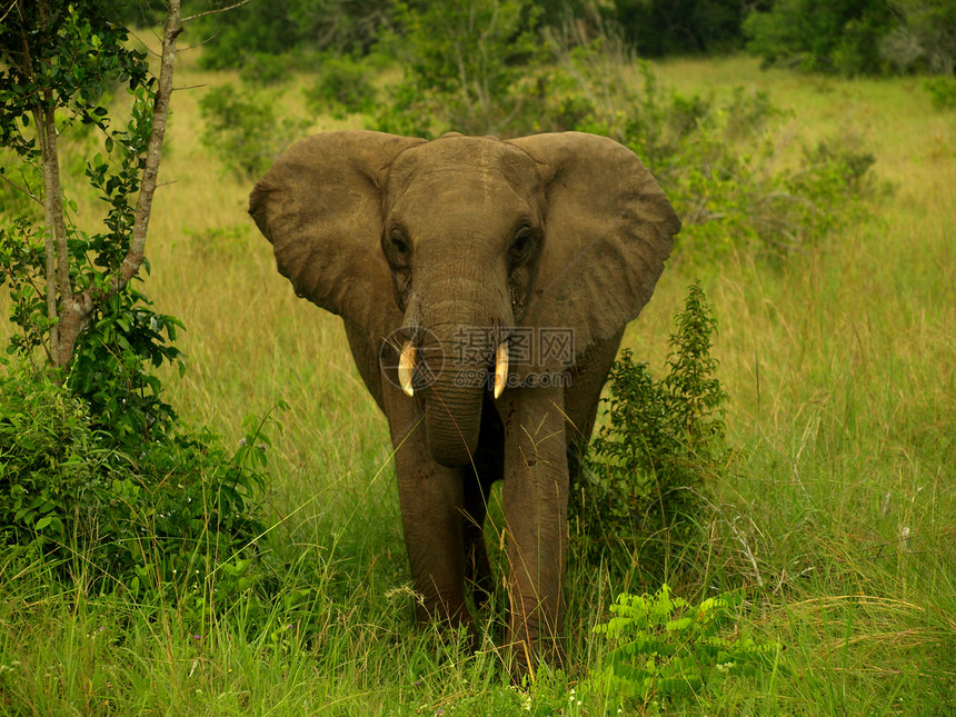 大象步行自然绿色大耳朵动物国家储备大动物图片