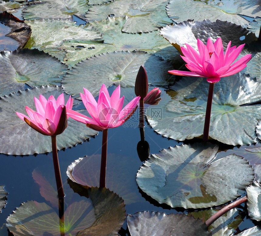 花和叶子的花植物学荷花植物卡片花瓣冥想池塘水池季节热带图片