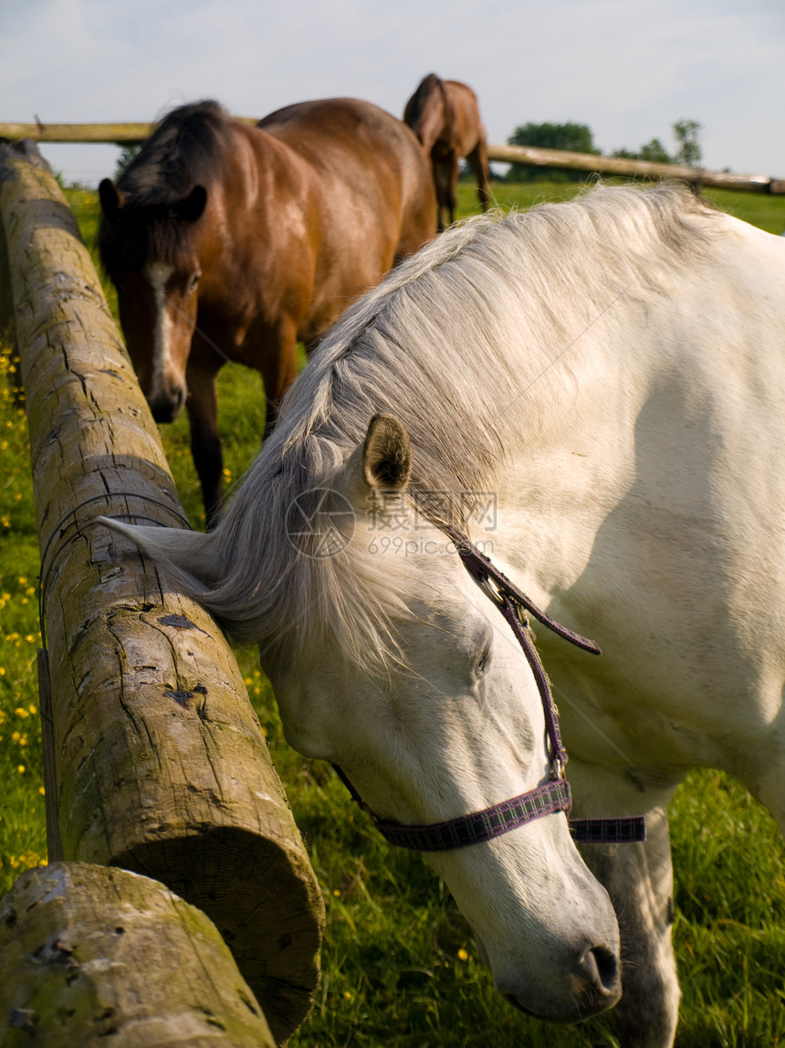 英国夏晨美丽绿田的马 马匹卡片牧场马术比赛草地场地宠物农场猪蹄生活图片