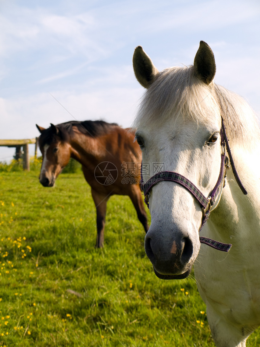 英国夏晨美丽绿田的马 马匹舞步草地猪蹄小马运动场景毛皮卡片农场马术图片