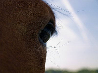 英国夏晨美丽绿田的马 马匹猪蹄宠物运动板栗比赛荒野头发舞步农场草地背景图片