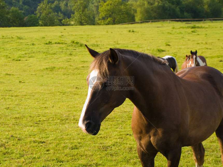 英国夏晨美丽绿田的马 马匹毛皮小马比赛荒野宠物蓝色赛车生活舞步赛车手图片