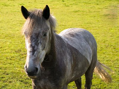 英国夏晨美丽绿田的马 马匹板栗生活马术草地毛皮场景小马舞步卡片头发背景图片
