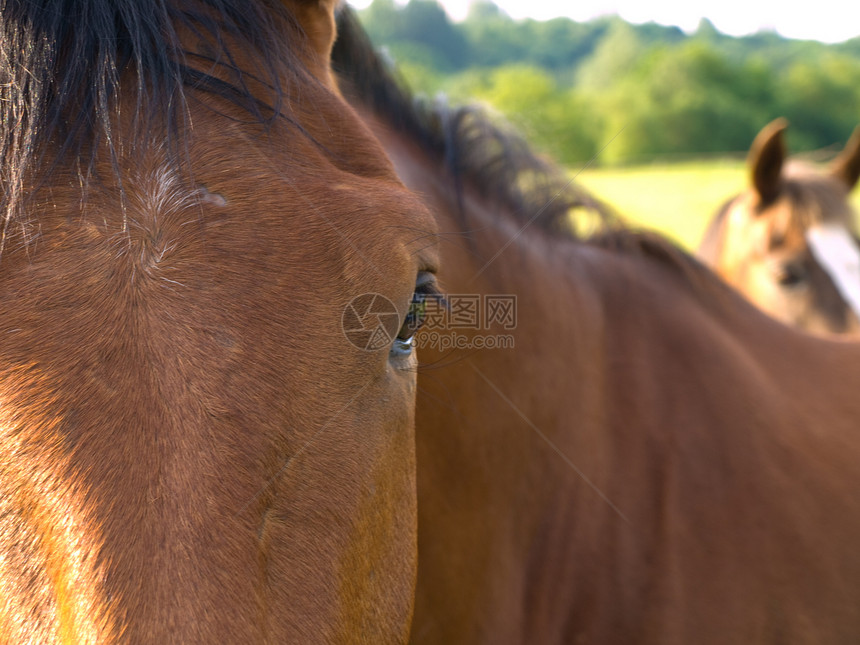 英国夏晨美丽绿田的马 马匹场地毛皮卡片舞步天空马术赛车手荒野牧场场景图片