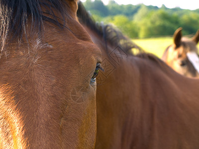 英国夏晨美丽绿田的马 马匹场地毛皮卡片舞步天空马术赛车手荒野牧场场景背景图片