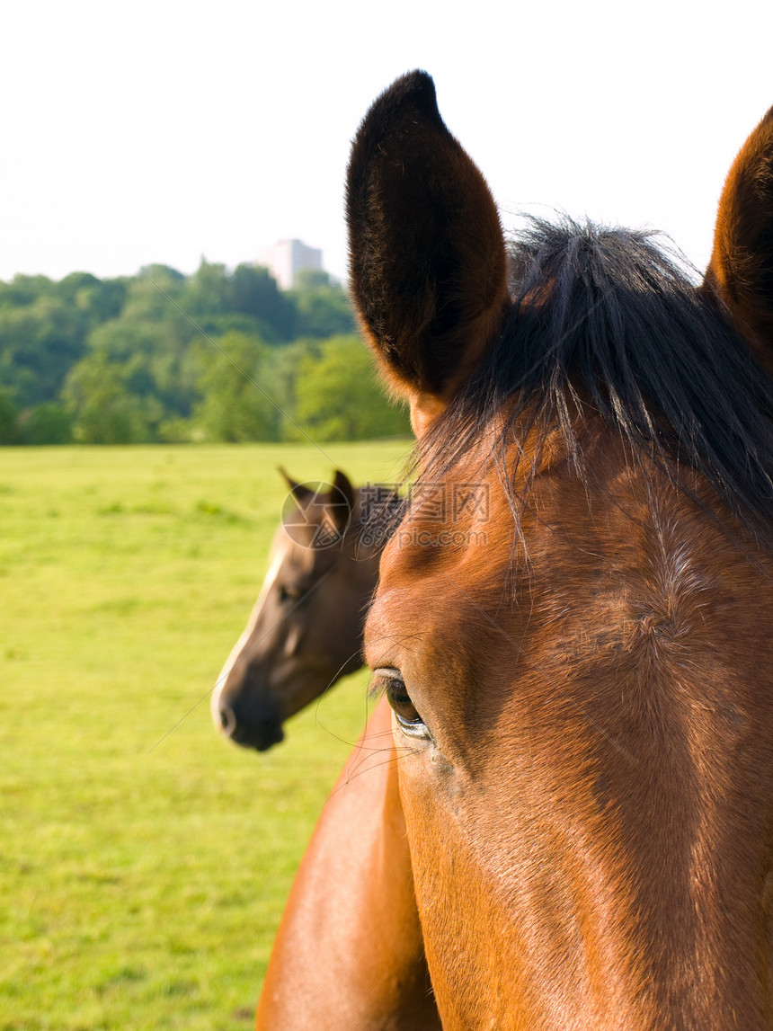 英国夏晨美丽绿田的马 马匹荒野生活宠物场地比赛天空蓝色板栗舞步场景图片