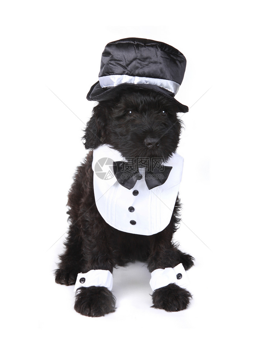 可爱的俄罗斯黑狗 白色背景的小狗哺乳动物男性管家宠物动物伴侣朋友工作室流鼻涕黑色图片