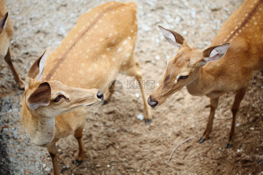 麋鹿哺乳动物鹿角场地眼睛草地猎人棕色螺旋手表动物图片