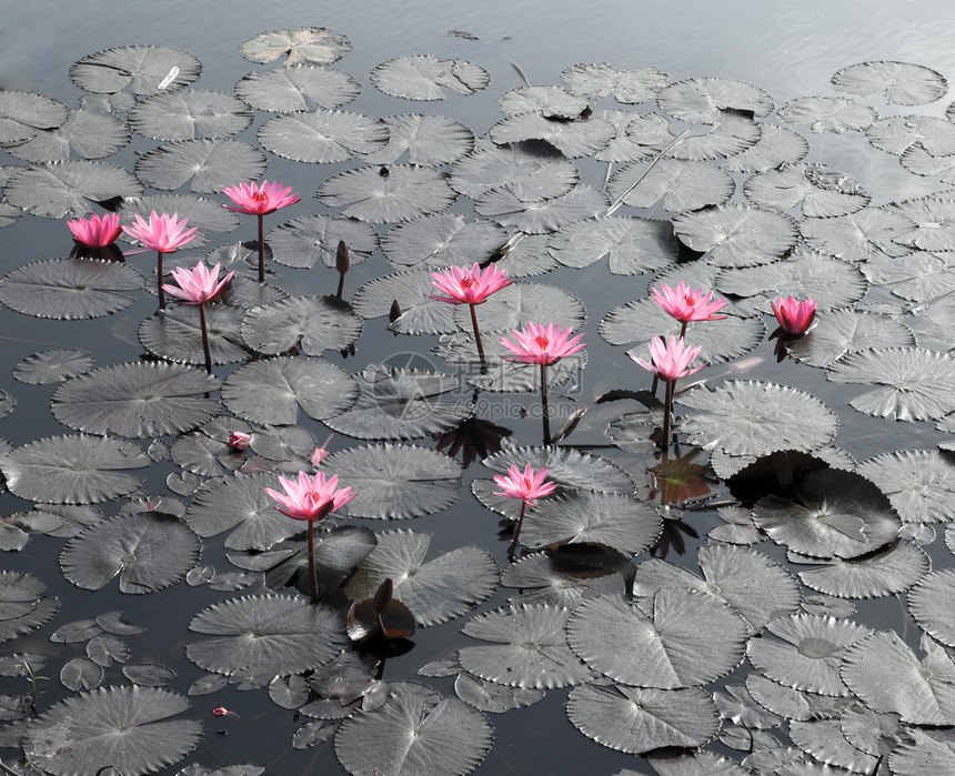 莲花池塘风景热带环境宏观百合叶子植物群植物荷花荒野花瓣图片