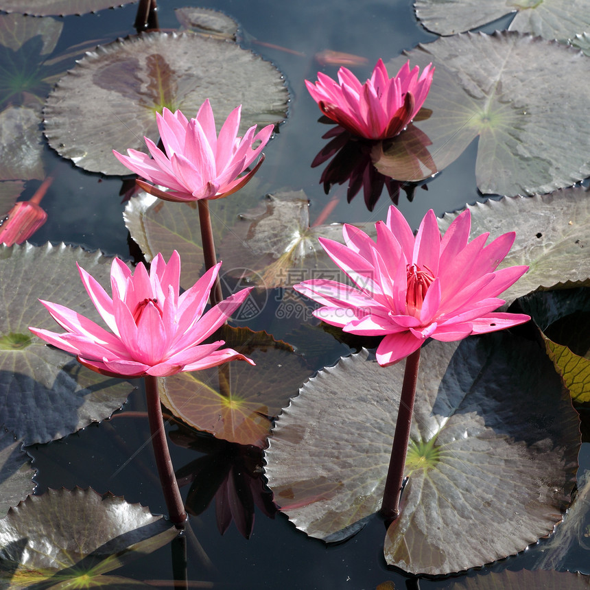 花和叶子的花百合异国池塘环境情调反射季节植物水池公园图片