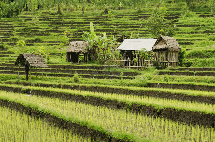 巴利印地安的稻田土地种植面积阳台农村乡村场地异国情调图片