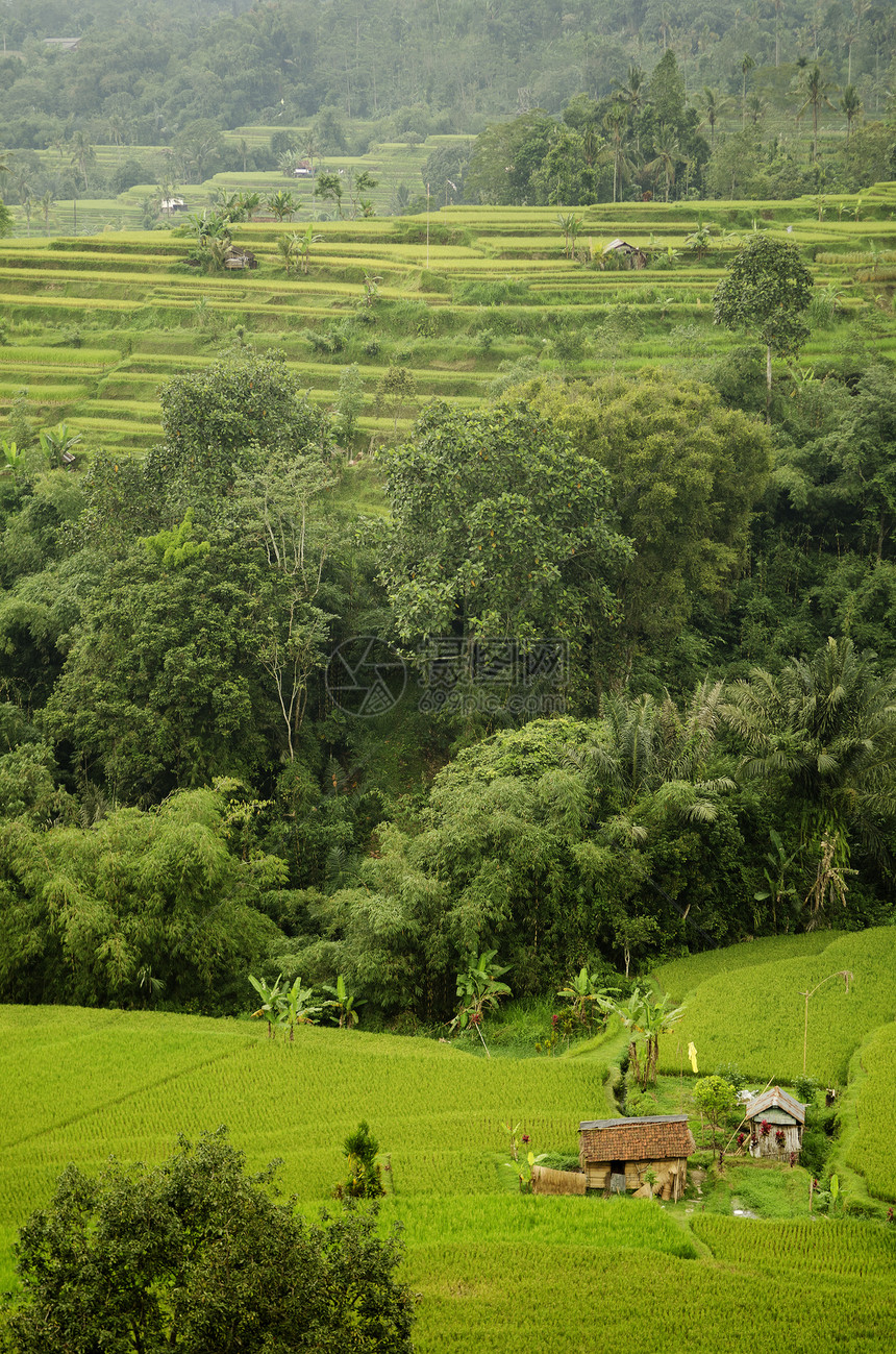 巴利因多尼西亚的稻田梯田场地阳台乡村农村村庄图片