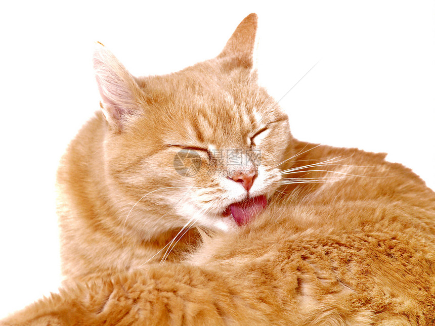金洁猫 自己打扫卫生男性宠物舌头橙子毛皮眼睛女性猫咪青年图片
