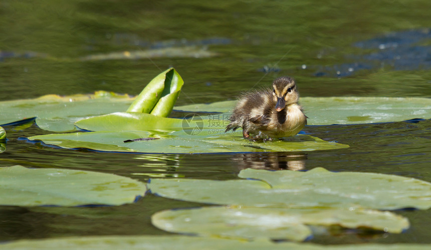 叶子上的小鸭子脊椎动物湿地羽毛库存池塘女性照片生态水禽野生动物图片