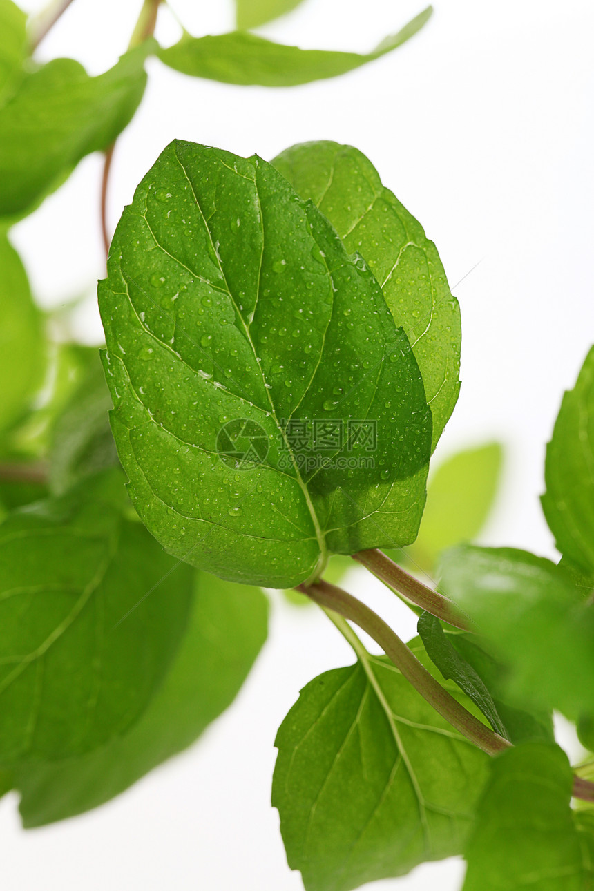 白色背景上的新鲜薄荷贴近树叶叶子香味治疗芳香香料药店植物群植物香脂图片