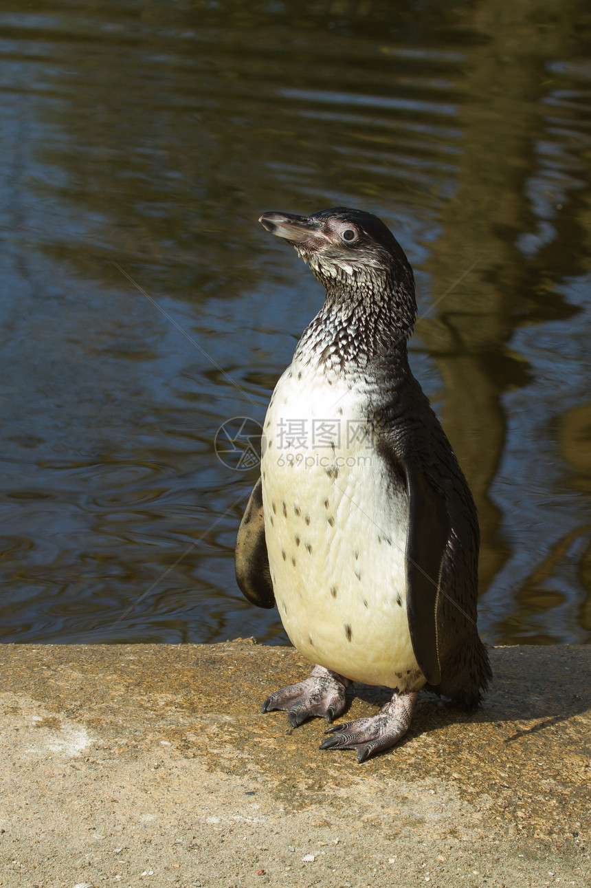 乌姆堡企鹅荒野享受异国支撑动物园生活野生动物游泳燕尾服微笑图片