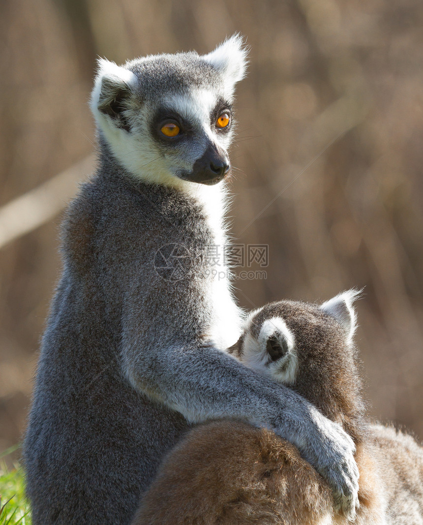环尾狐猴Lemur catta警报黑与白动物卡塔灵长类濒危毛皮野生动物尾巴条纹图片