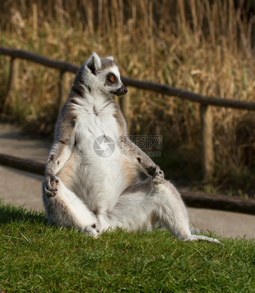 环尾狐猴Lemur catta野生动物警报眼睛灵长类荒野卡塔动物园动物濒危毛皮图片