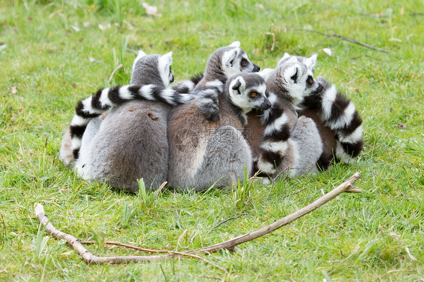 环尾狐猴Lemur catta野生动物条纹灵长类尾巴毛皮哺乳动物卡塔眼睛睡眠黑与白图片