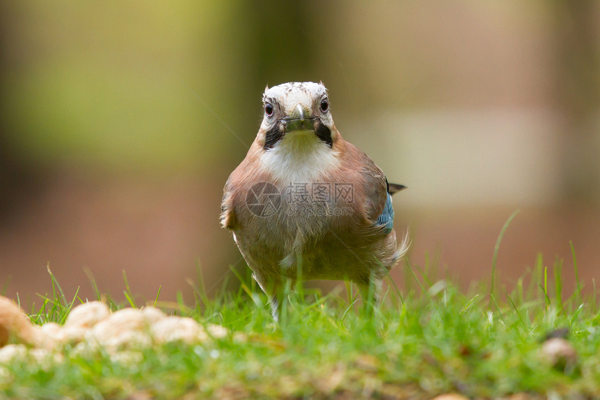 一只杰伊鸟木头寒鸦喷射动物群翅膀爪子腺体鹪鹩鸟类野生动物图片