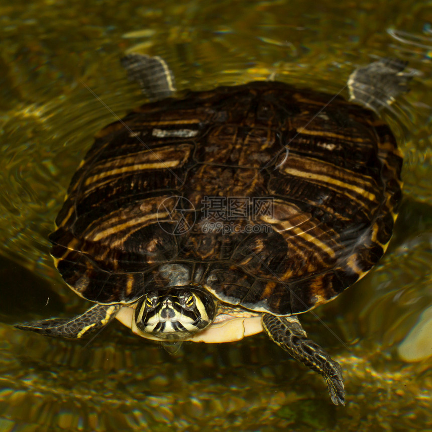一种欧洲池塘磷化石两栖动物黄色动物乌龟动物群热带宠物陆龟爬虫荒野图片