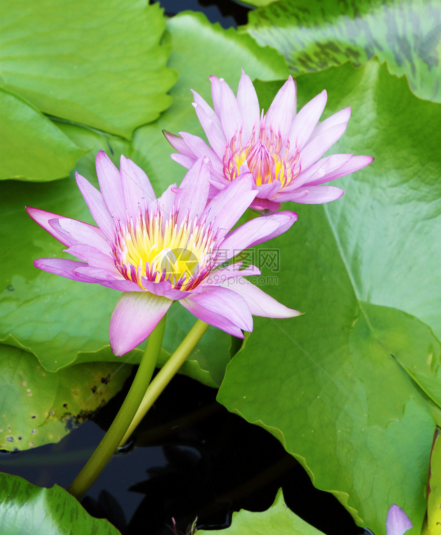 自然池塘中两颗开花的粉红莲花园环境花瓣荷花紫色热带植物学情调园艺反射图片