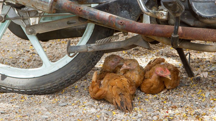 棕色鸡在摩托车下躺着农家院居住母鸡乡村自行车家禽宠物女性睡觉羽毛图片