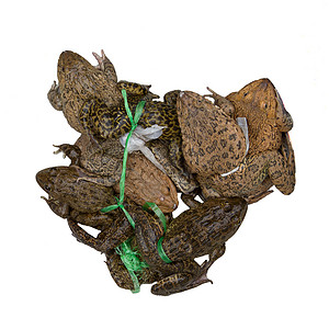 供消费的蟾蜍在越南市场上被卖荒野绳索动物动物群商业食物野生动物金属宏观青蛙背景图片