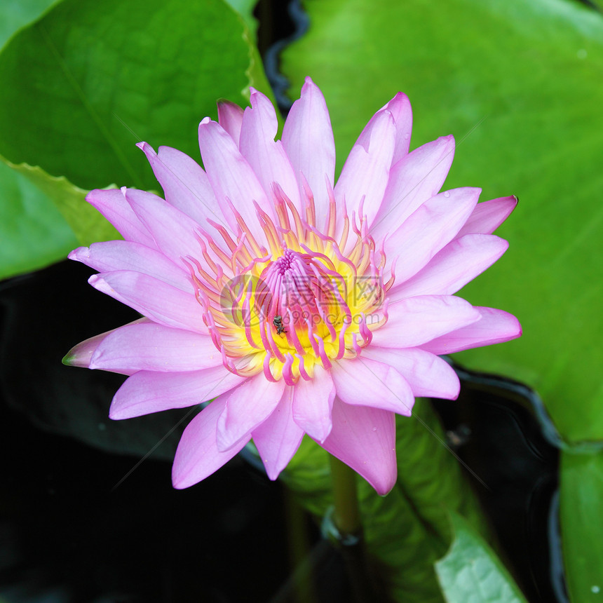 带昆虫的粉红莲花园花瓣植物群季节叶子植物宏观环境荷花紫色图片