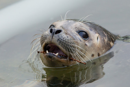 特写灰海豹海豹游泳高清图片