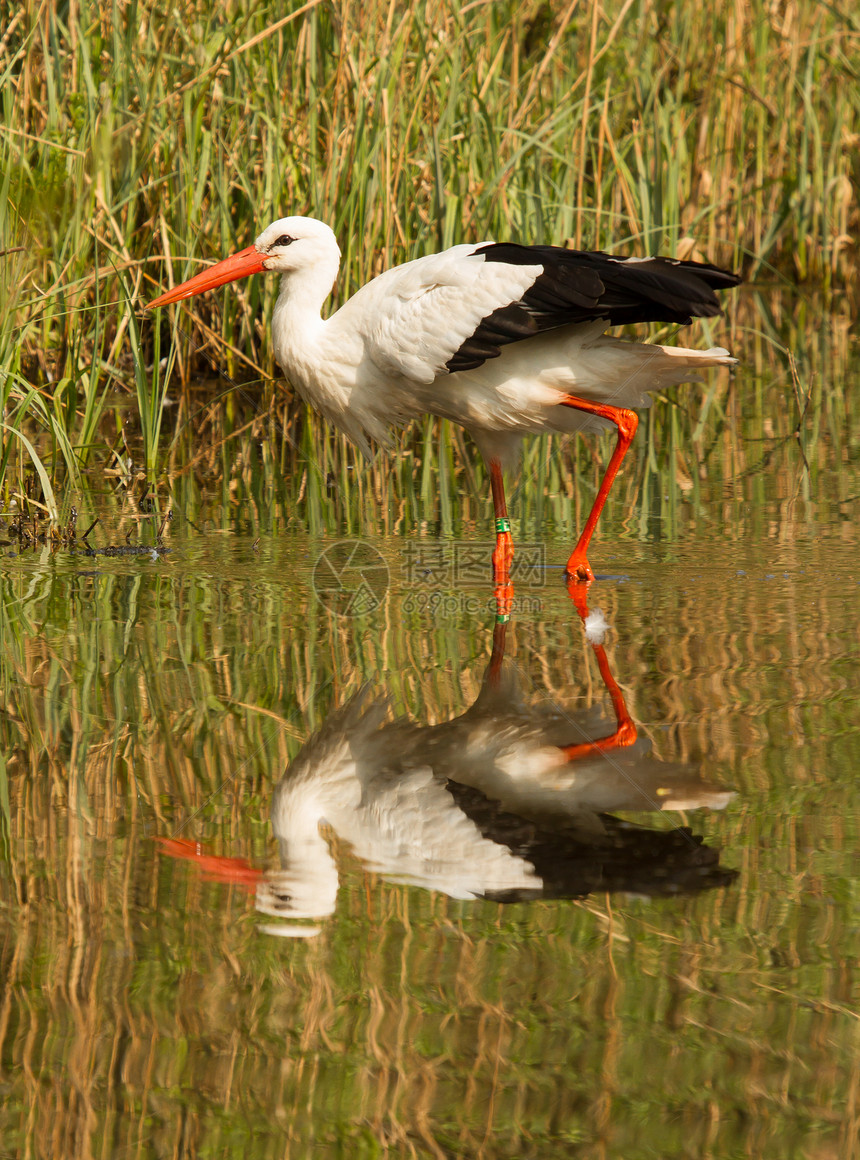 一个故事账单涉水荒野野生动物动物环境飞行翅膀动物群橙子图片