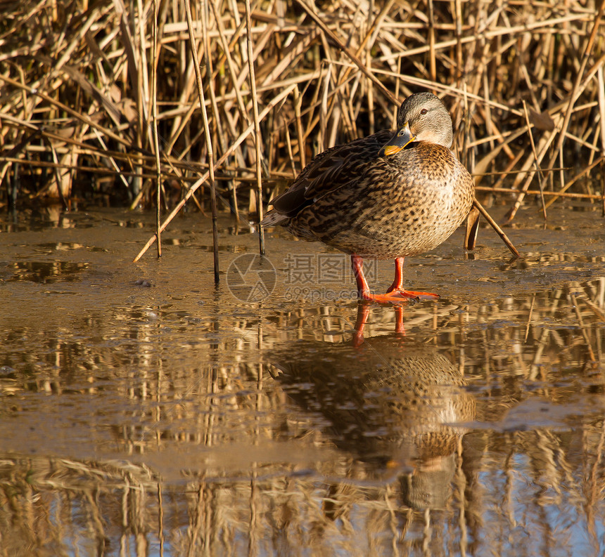 野鸭生态照片羽毛湿地环境鸭子反射池塘女性库存图片