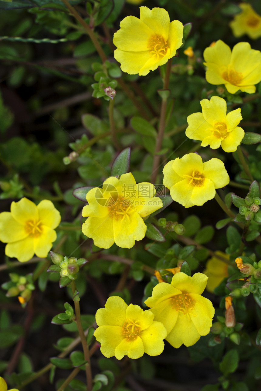 黄黄色波尔图拉卡花花园气候大花园艺玫瑰叶子植物学草本植物热带花瓣图片