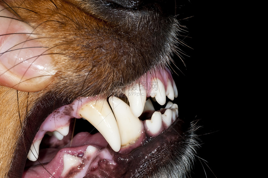 狗犬牙法官药品小狗牙科牙医牙齿犬类检查宠物爪子图片