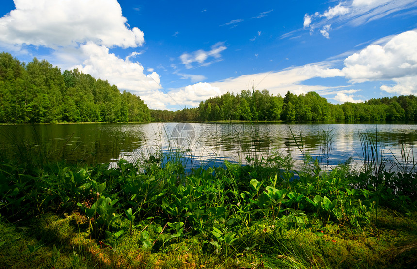 森林湖旅游生态野生动物池塘百合环境荒野支撑晴天水景图片