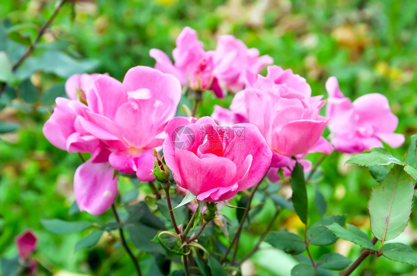 玫瑰粉红灌木图片