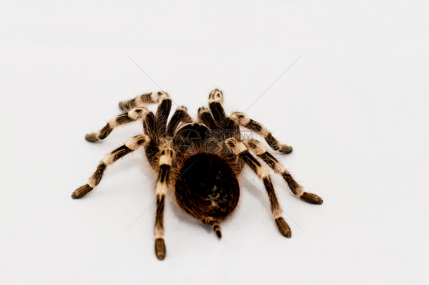 美丽的蜘蛛艺术膝状黑色狼蛛宏观野生动物眼睛白色漏洞昆虫图片